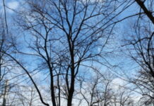 Vreme de primăvară până la începutul lui februarie