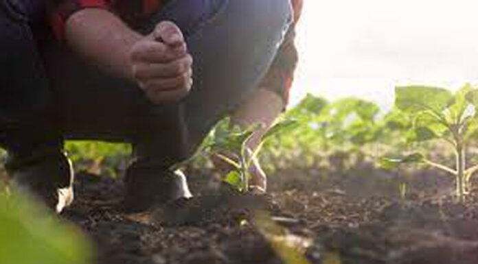 Agricultura pe înțelesul tuturor – Cum să ne protejăm ecologic grădina, casa și gospodăria