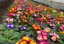 Flori autohtone mai scumpe, dar frumoase!