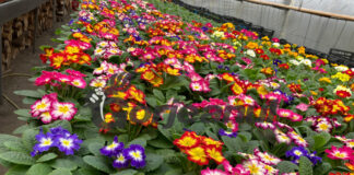 Flori autohtone mai scumpe, dar frumoase!