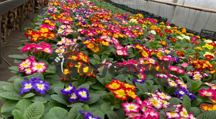 Flori autohtone mai scumpe, dar frumoase!