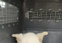 Câine salvat de pe marginea drumului în Dănciulești