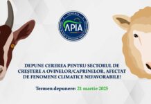 Bani pentru crescătorii de oi și capre. Cererile se depun la APIA