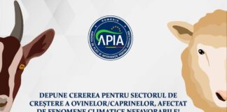 Bani pentru crescătorii de oi și capre. Cererile se depun la APIA