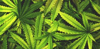 Tânăr condamnat la muncă în folosul comunității pentru trafic de droguri