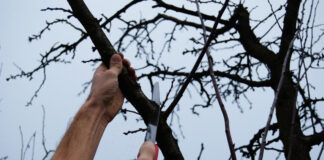 Agricultura pe înțelesul tuturor – Lucrări agricole în livada și via aflate în repausul vegetativ