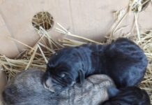 Cățeluși abandonați la Stănești