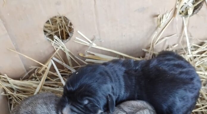 Cățeluși abandonați la Stănești