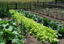 Agricultura pe înțelesul tuturor – Recolte multiple de legume, prin asocierea culturilor