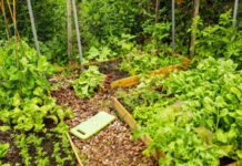 Agricultura pe înțelesul tuturor – Cum să ne protejăm ecologic grădina, casa și gospodăria