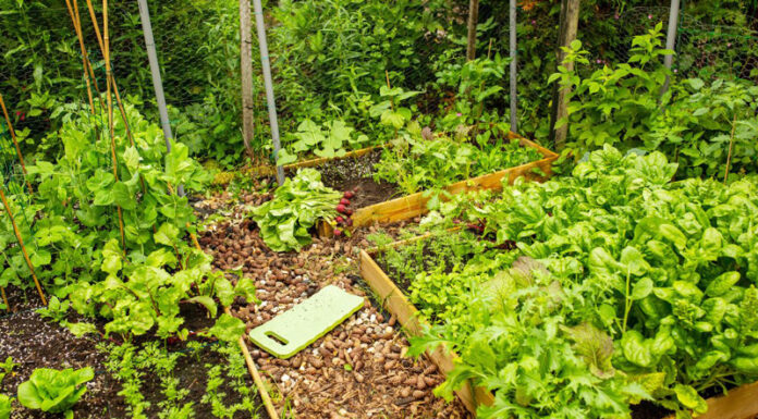 Agricultura pe înțelesul tuturor – Cum să ne protejăm ecologic grădina, casa și gospodăria