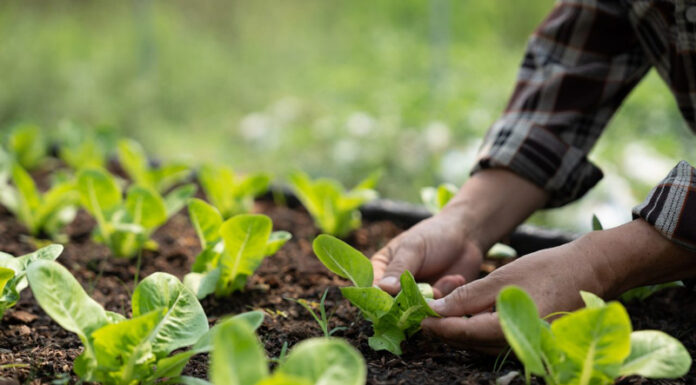 Agricultura pe înțelesul tuturor – Cum să ne protejăm ecologic grădina, casa și gospodăria