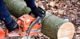 Trimis după gratii pentru tăiere ilegală de arbori