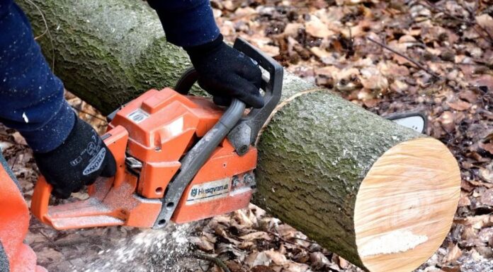 Trimis după gratii pentru tăiere ilegală de arbori