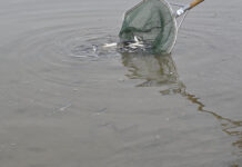 Atenție braconieri! Dunărea populată de pești microcipați!