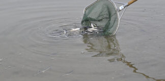 Atenție braconieri! Dunărea populată de pești microcipați!