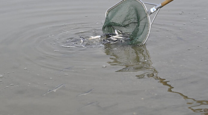 Atenție braconieri! Dunărea populată de pești microcipați!