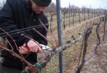 Agricultura pe înţelesul tuturor – Lucrări agricole în repausul vegetativ