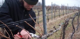 Agricultura pe înţelesul tuturor – Lucrări agricole în repausul vegetativ