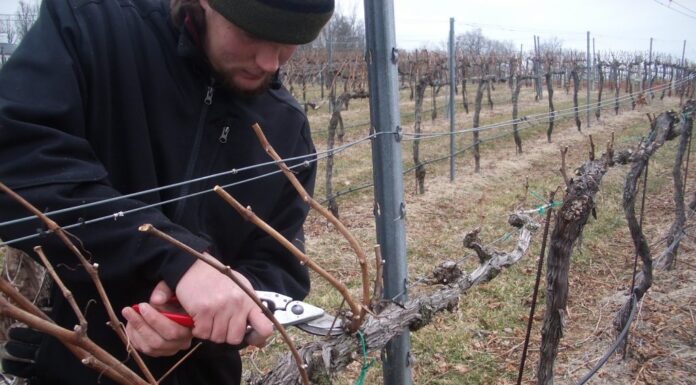 Agricultura pe înţelesul tuturor – Lucrări agricole în repausul vegetativ