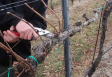 Agricultura pe înțelesul tuturor – Calendarul lucrărilor agricole în luna februarie