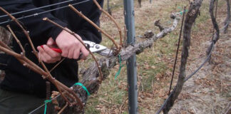 Agricultura pe înțelesul tuturor – Calendarul lucrărilor agricole în luna februarie
