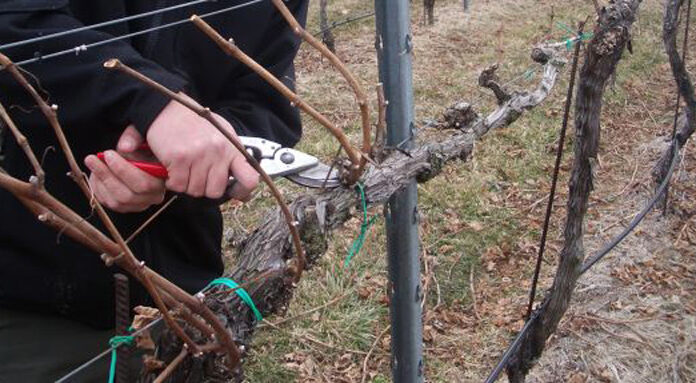 Agricultura pe înțelesul tuturor – Calendarul lucrărilor agricole în luna februarie