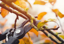 Agricultura pe înțelesul tuturor – Lucrări agricole în livada și via aflate în repausul vegetativ