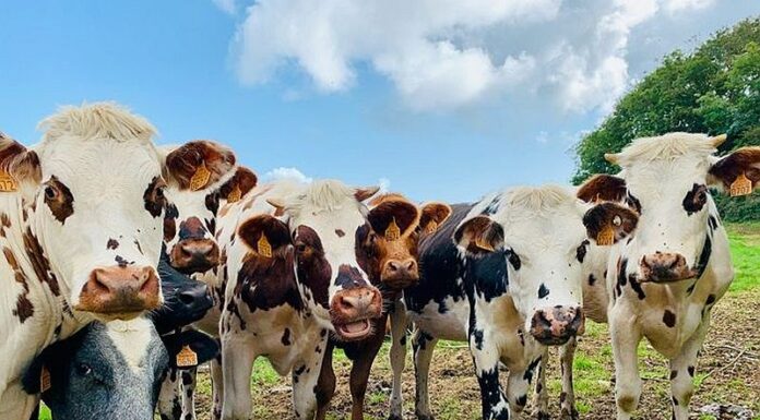 De ce șchioapătă vacile și cum se previne pododermatita