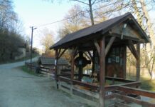 Astenii de primăvară – DE ECHINOX ÎN LUMEA „APEI VII”