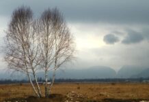 ASTENII PRIMĂVĂRATICE – Drumeția de primăvară, o opțiune pentru aceste zile