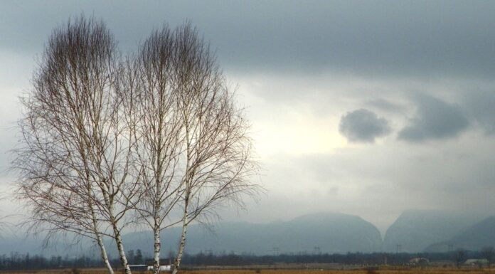 ASTENII PRIMĂVĂRATICE – Drumeția de primăvară, o opțiune pentru aceste zile