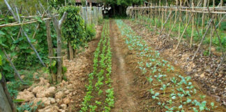 Agricultura pe înțelesul tuturor – Rotația culturilor legumicole