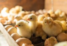 Care sunt cele mai potrivite incubatoare pentru puii de găină