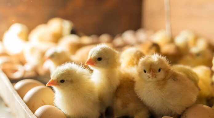 Care sunt cele mai potrivite incubatoare pentru puii de găină