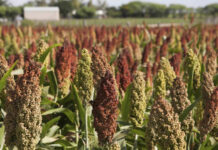 Agricultura pe înțelesul tuturor – SORGUL – Potențial înlocuitor al porumbului