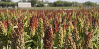 Agricultura pe înțelesul tuturor – SORGUL – Potențial înlocuitor al porumbului