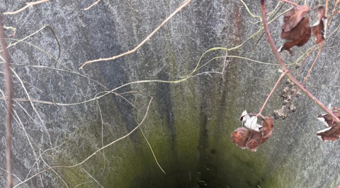 Câine aruncat într-un puț de câțiva metri și abandonat, la Fărcășești