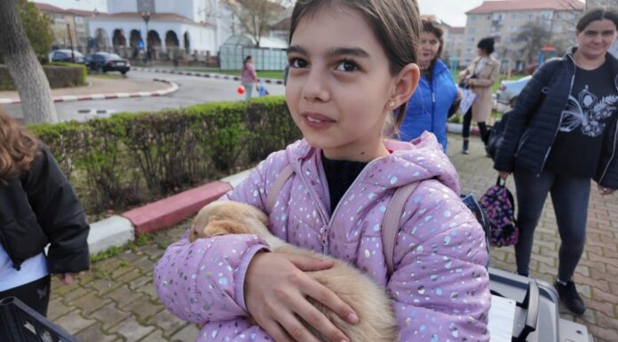 Motru: Târg de adopții cu surprize! Trei căței fericiți (Foto/video)