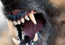 Copil omorât de câinele familiei într-o comună din Mehedinți!