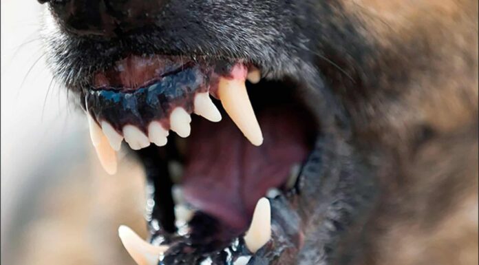 Copil omorât de câinele familiei într-o comună din Mehedinți!