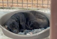 Un Cane Corso, salvat în februarie, și-a găsit stăpân