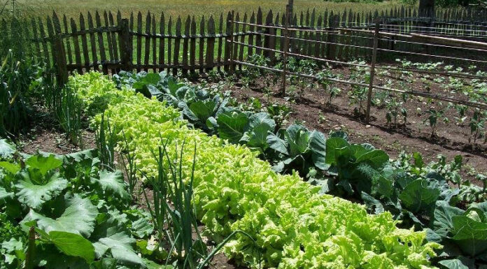 Agricultura pe înțelesul tuturor – Organizarea grădinii de legume