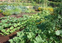 Agricultura pe înțelesul tuturor – Perioada de vegetație, recoltare și producția potențială a legumelor în grădina familială