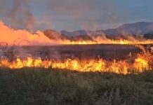 Zeci de hectare de pădure și vegetație, incendiate în Gorj