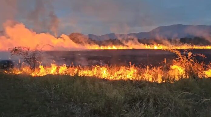 Zeci de hectare de pădure și vegetație, incendiate în Gorj
