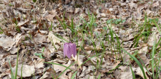 Laleaua pestriță a înflorit în Pădurea Botorogi. Ce amenzi riscă cei care o distrug