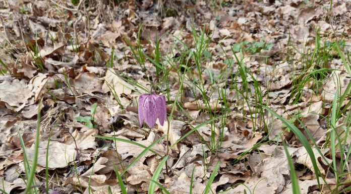 Laleaua pestriță a înflorit în Pădurea Botorogi. Ce amenzi riscă cei care o distrug