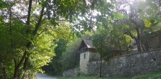 Repere în timp – Luna pădurii – Sărbătoarea sădirii arborilor