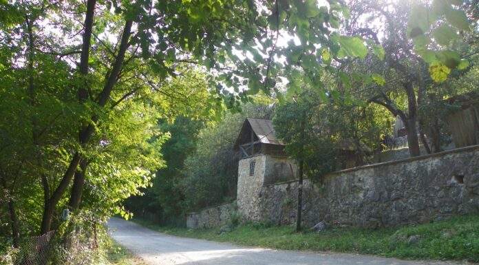 Repere în timp – Luna pădurii – Sărbătoarea sădirii arborilor